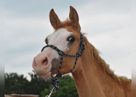 Amerikansk curlyhäst, Hingst, 1 år, 145 cm, Overo-skäck-alla-färger