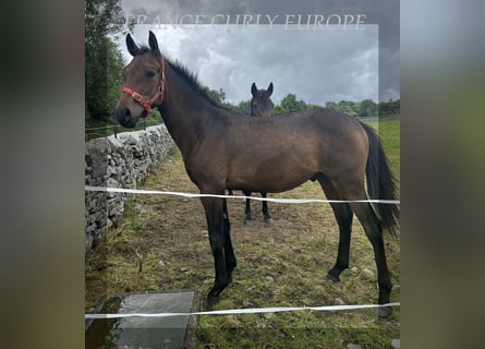 Amerikansk curlyhäst, Hingst, 1 år, 155 cm, Brun