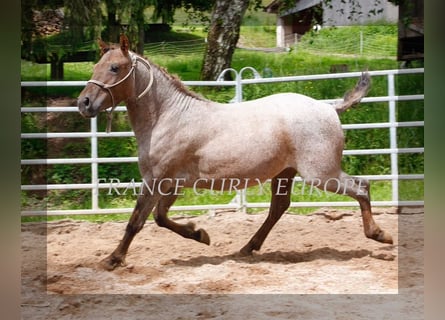 Amerikansk curlyhäst, Hingst, 2 år, 130 cm