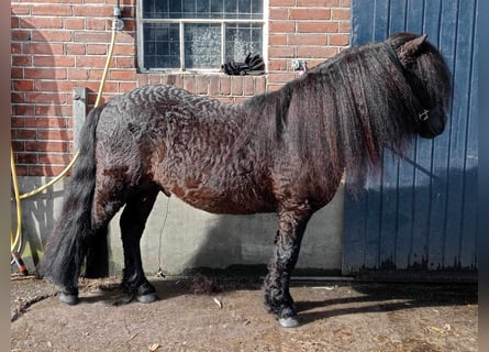 Amerikansk curlyhäst, Hingst, 8 år, 109 cm, Svart