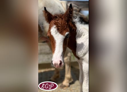 Amerikansk curlyhäst, Hingst, Föl (07/2024), 110 cm, Tobiano-skäck-alla-färger