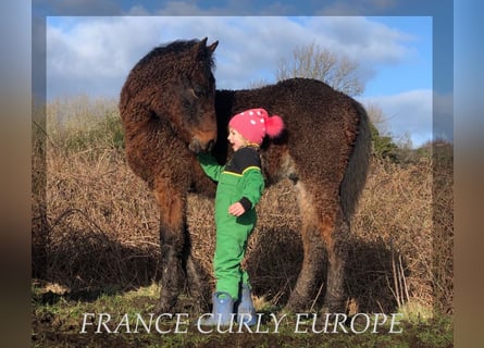 Amerikansk curlyhäst, Sto, 1 år, 160 cm, Brun