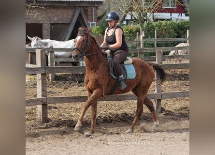 Amerikansk curlyhäst, Valack, 6 år, 150 cm, Fux