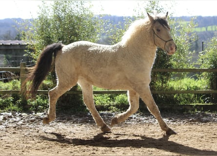 Amerikansk curlyhäst, Valack, 7 år, 160 cm, Gulbrun
