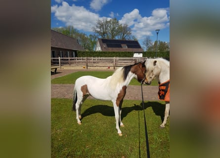 Amerikansk miniatyrhäst, Hingst, 1 år, Pinto