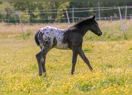 Amerikansk ponny, Sto, Föl (04/2024), 140 cm, Svart