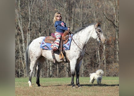Amerikansk ponny, Valack, 8 år, 145 cm, Grå