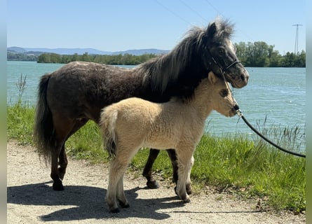 Amerykański koń miniaturowy, Klacz, 11 lat, 83 cm, Tarantowata
