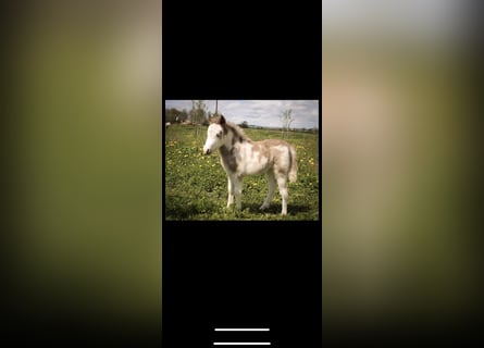 Amerykański koń miniaturowy Mix, Klacz, Źrebak (04/2023), 105 cm, Overo wszelkich maści