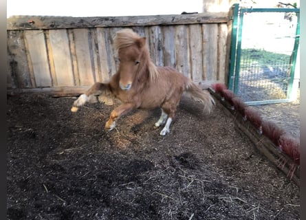 Amerykański koń miniaturowy, Ogier, 1 Rok, 70 cm, Tobiano wszelkich maści
