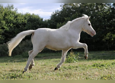 Amerykański koń miniaturowy, Wałach, 2 lat, 86 cm, Biała
