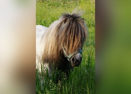 Amerykański koń miniaturowy, Wałach, 13 lat, Siwa