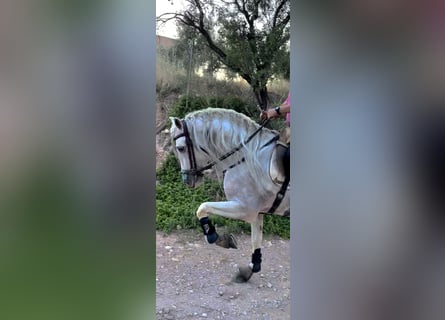 Andalou, Étalon, 13 Ans, 164 cm, Peut devenir gris