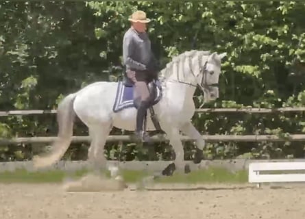 Andalou, Étalon, 15 Ans, 162 cm, Gris