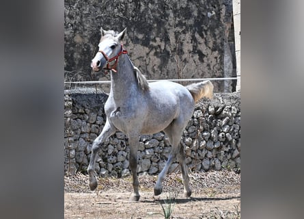 Andalou, Étalon, 1 Année, 163 cm, Gris