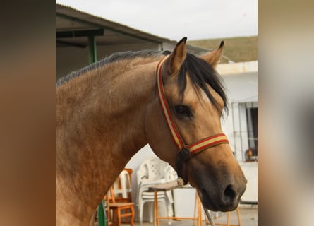Andalou, Étalon, 2 Ans, 156 cm, Buckskin