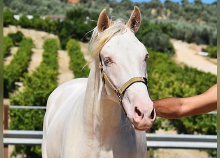 Andalou, Étalon, 2 Ans, 156 cm, Perlino