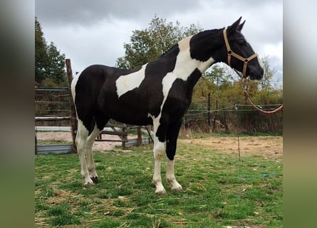 Andalou, Étalon, 2 Ans, 156 cm, Pinto