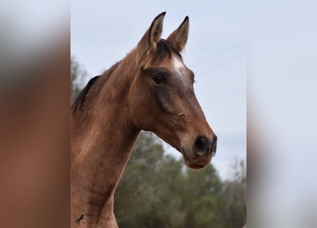 Andalou, Étalon, 2 Ans, 160 cm, Gris