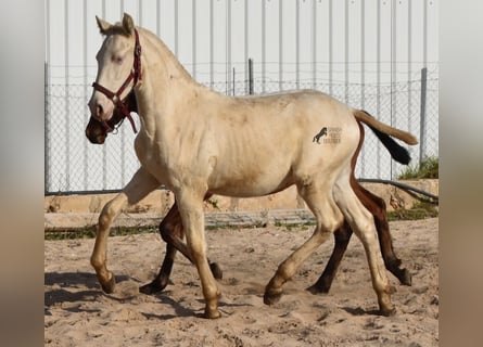 Andalou, Étalon, 2 Ans, 162 cm, Perlino