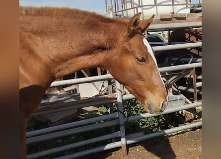 Andalou, Étalon, 2 Ans, 165 cm, Alezan