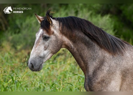 Andalou, Étalon, 2 Ans, 167 cm, Gris