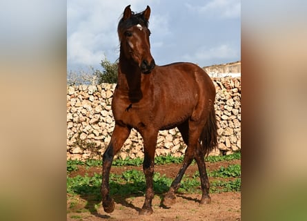 Andalou, Étalon, 3 Ans, 154 cm, Bai