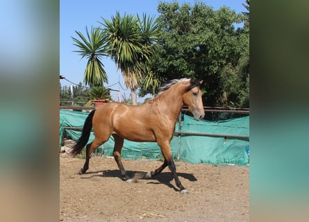 Andalou, Étalon, 3 Ans, 155 cm, Buckskin