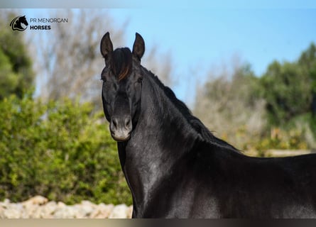 Andalou, Étalon, 3 Ans, 155 cm, Noir