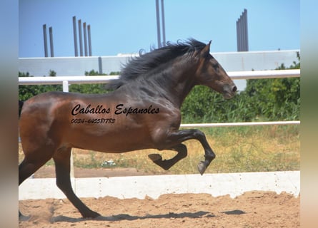 Andalou, Étalon, 3 Ans, 156 cm, Bai brun foncé