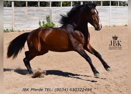 Andalou, Étalon, 3 Ans, 156 cm, Bai