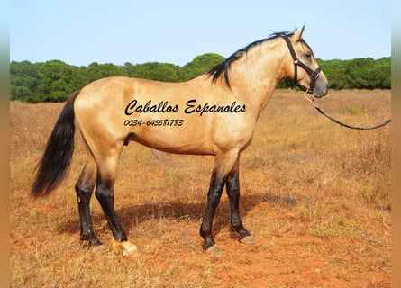 Andalou, Étalon, 3 Ans, 156 cm, Buckskin