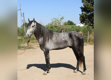Andalou, Étalon, 3 Ans, 156 cm, Gris