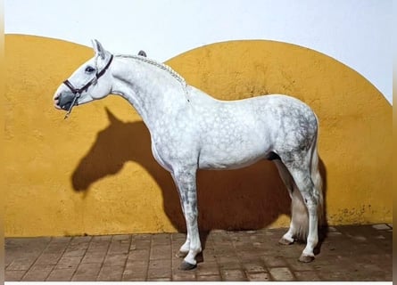 Andalou, Étalon, 3 Ans, 156 cm, Gris pommelé