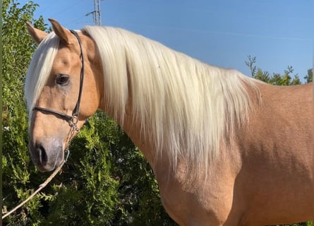 Andalou, Étalon, 3 Ans, 156 cm, Palomino