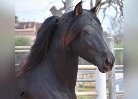 Andalou, Étalon, 3 Ans, 159 cm, Noir