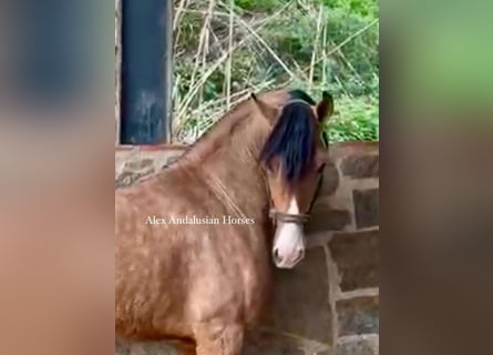 Andalou Croisé, Étalon, 3 Ans, 160 cm, Buckskin