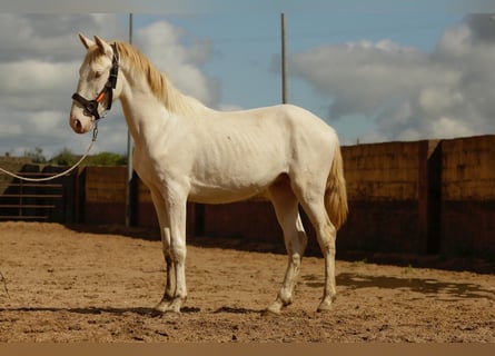 Andalou, Étalon, 3 Ans, 160 cm, Cremello