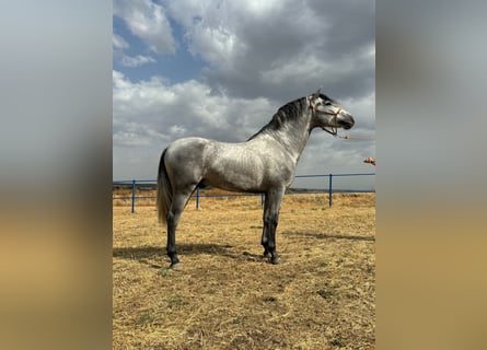 Andalou, Étalon, 3 Ans, 160 cm, Gris pommelé