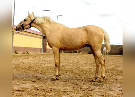 Andalou, Étalon, 3 Ans, 160 cm, Palomino