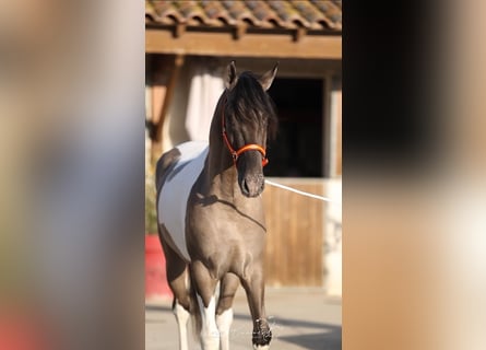 Andalou, Étalon, 3 Ans, 160 cm, Tobiano-toutes couleurs