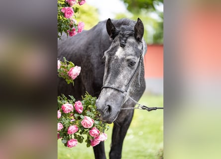 Andalou Croisé, Étalon, 3 Ans, 161 cm, Gris noir