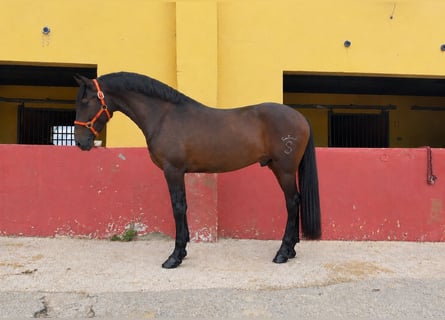 Andalou, Étalon, 3 Ans, 162 cm, Bai brun