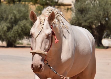 Andalou, Étalon, 3 Ans, 162 cm, Cremello