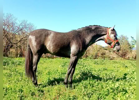 Andalou, Étalon, 3 Ans, 163 cm, Gris