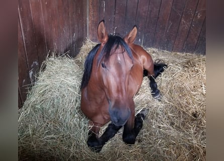 Andalou, Étalon, 4 Ans, 152 cm, Bai