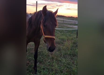 Andalou, Étalon, 4 Ans, 152 cm, Bai