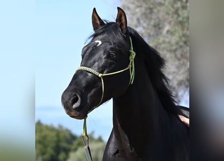 Andalou, Étalon, 4 Ans, 156 cm, Noir