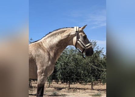 Andalou, Étalon, 4 Ans, 157 cm, Buckskin