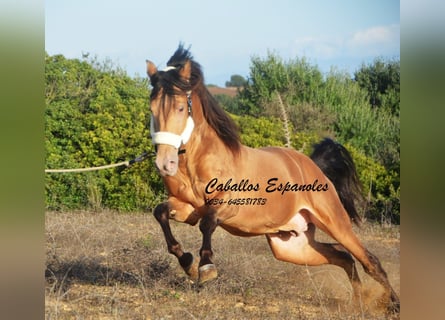 Andalou, Étalon, 4 Ans, 157 cm, Perle